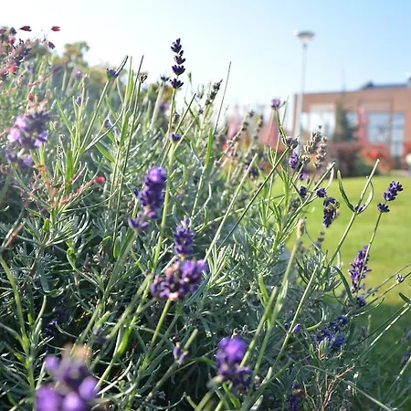 酒店 巴组尼酒店&spa Kościerzyna